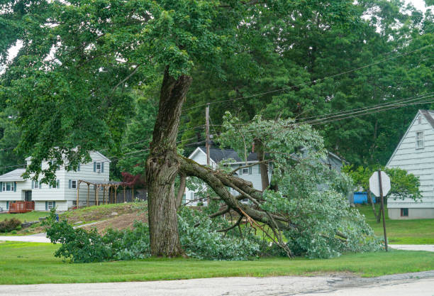 How Our Tree Care Process Works  in  Richland Hills, TX